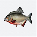 Piranhas icon