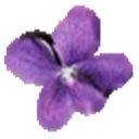 Violet UML Editor icon