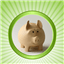 Homemoney icon