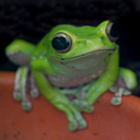 Frog icon