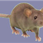 Rodent icon