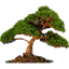 Natara Bonsai icon